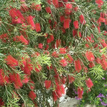 Red Coral Apartamento *
